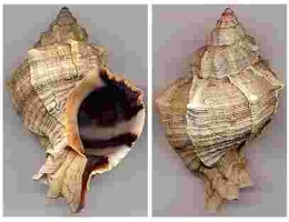 Khilazon - Murex trunculus (encyclopedie-universelle.com)
